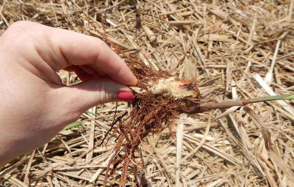 Şeker Kamışı Böcek Böcek Olarak Bilinen Bicudo Cana Acucar Bilimsel — Stok fotoğraf