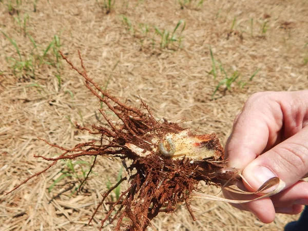 Peste Canna Zucchero Insetto Noto Come Bicudo Cana Acucar Nome — Foto Stock