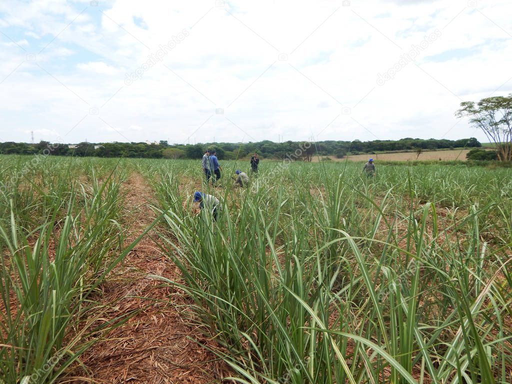 Dry straw in sugar cane plantation. Agriculture in Brazil and care enviroiment.