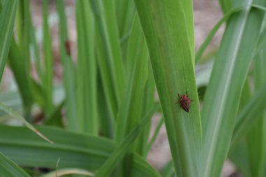 Sugarcane Chippewa as know as Cigarrinha da cana de acucar. Scientific name Mahanarva fimbriolata