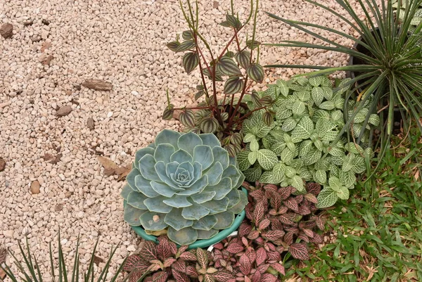 庭の花の植物。メキシコの雪玉、メキシコの宝石、白いメキシコ ローズ。砂漠の庭で多肉植物。科学的な名前: エレガントなエケベリア. — ストック写真