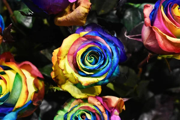 Rose plant, multicolored flower of Holambra Brazil