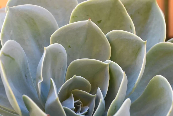 庭の花の植物。メキシコの雪玉、メキシコの宝石、白いメキシコ ローズ。砂漠の庭で多肉植物。科学的な名前: エレガントなエケベリア. — ストック写真