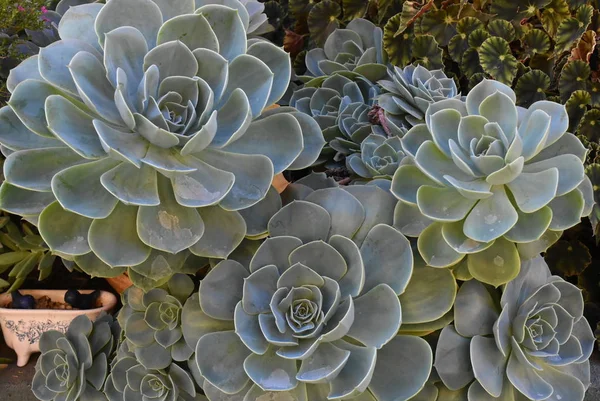 Plant In blossom on garden. Mexican snow ball, Mexican gem, white Mexican rose. Succulent plant in a desert garden. Scientific name: Echeveria elegant. — Stock Photo, Image