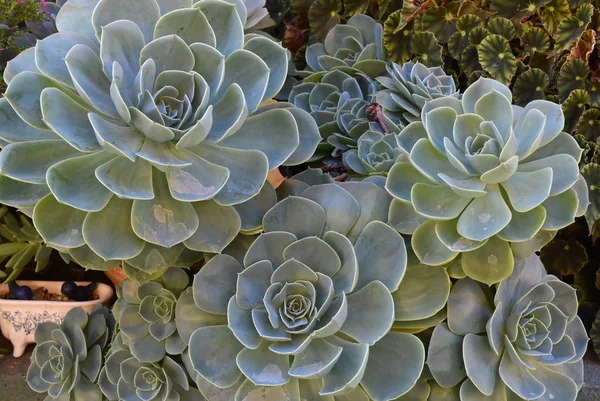 Växt i blossom på trädgård. Mexikanska snö boll, mexikanska pärla, vit mexikanska rose. Suckulent växt i en öken trädgård. Vetenskaplig namn: Echeveria eleganta. — Stockfoto