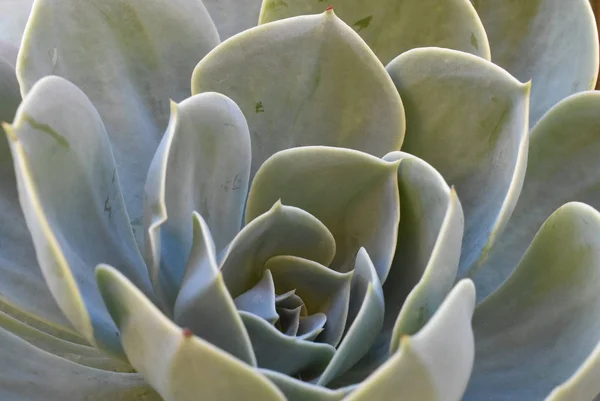 庭の花の植物。メキシコの雪玉、メキシコの宝石、白いメキシコ ローズ。砂漠の庭で多肉植物。科学的な名前: エレガントなエケベリア. — ストック写真