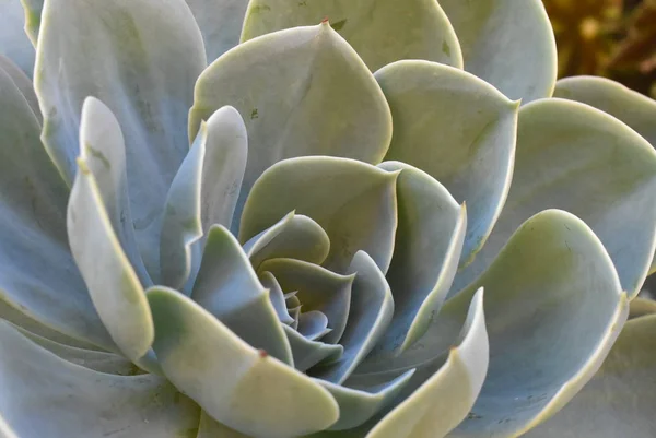 庭の花の植物。メキシコの雪玉、メキシコの宝石、白いメキシコ ローズ。砂漠の庭で多肉植物。科学的な名前: エレガントなエケベリア. — ストック写真