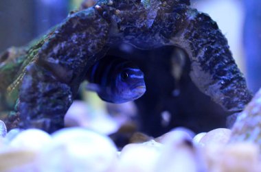 Akvaryumda Cichlid Balık. Bilimsel Adı: Pseudotropheus Demasoni