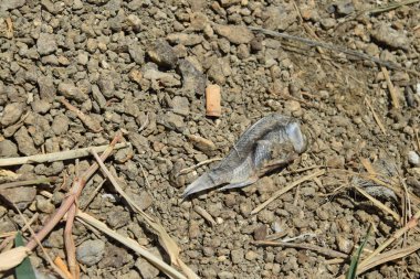 Göl kıyısında, su eksikliği için ölü balık.