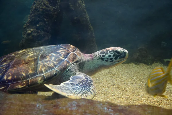 Zeeschildpad zwemmen in een open vis aquarium visitatie. Een oude schildpad zwem detail. — Stockfoto