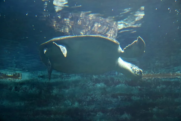 Havskildpadde svømmer i en åben fisk akvarium visitation. En gammel skildpadde svømning detalje . - Stock-foto