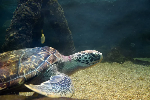 Sea turtle swimming in an open fish aquarium visitation. An old turtle swimming detail.