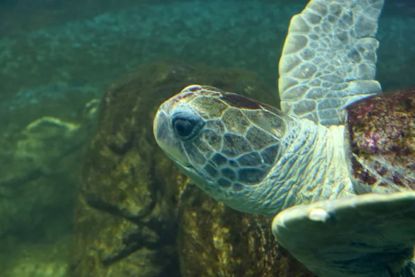 Sea turtle swimming in an open fish aquarium visitation. An old turtle swimming detail.