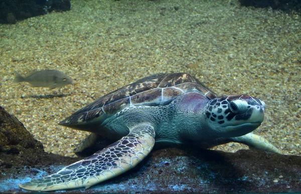 Zeeschildpad zwemmen in een open vis aquarium visitatie. Een oude schildpad zwem detail. — Stockfoto