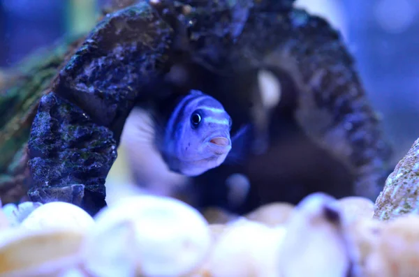 Cichlid Fish in aquarium. Scientific Name: Pseudotropheus Demasoni