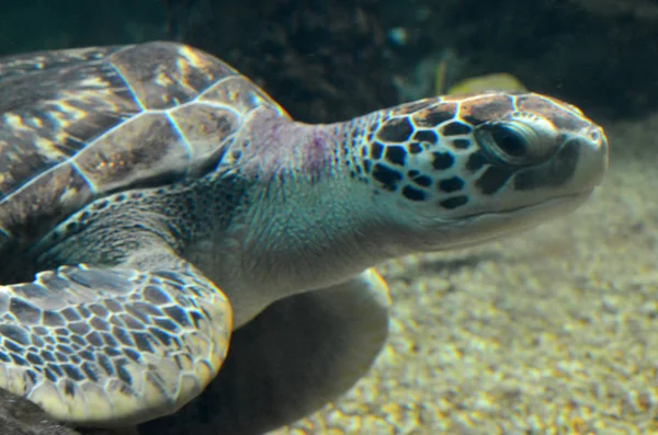 Havskildpadde svømmer i en åben fisk akvarium visitation. En gammel skildpadde svømning detalje . - Stock-foto