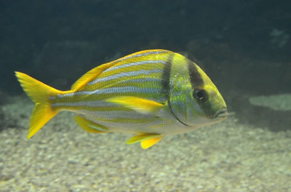 Aquarium yellow fish. Scientific name: Sarpa salpa