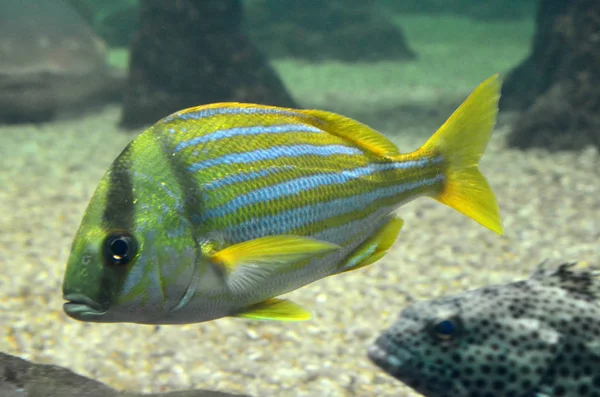 Aquarium yellow fish. Scientific name: Sarpa salpa