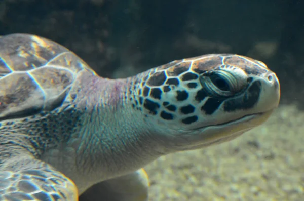 Havskildpadde svømmer i en åben fisk akvarium visitation. En gammel skildpadde svømning detalje . - Stock-foto