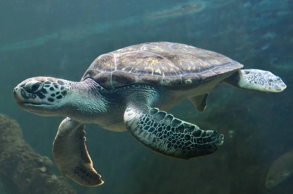 Zeeschildpad zwemmen in een open vis aquarium visitatie. Een oude schildpad zwem detail. — Stockfoto