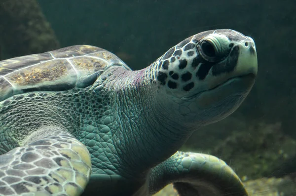 Zeeschildpad zwemmen in een open vis aquarium visitatie. Een oude schildpad zwem detail. — Stockfoto