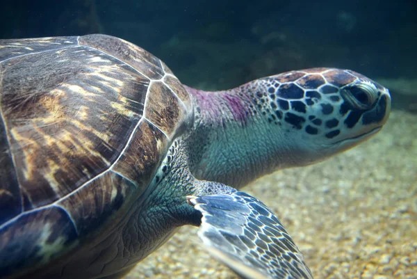 Meeresschildkröten schwimmen in einem offenen Aquarium Besuch. eine alte Schildkröte schwimmt Detail. — Stockfoto