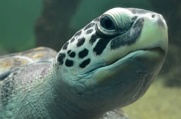 Tartaruga marinha nadando em um aquário de peixe aberto visitação. Um velho detalhe de natação de tartaruga . — Fotografia de Stock