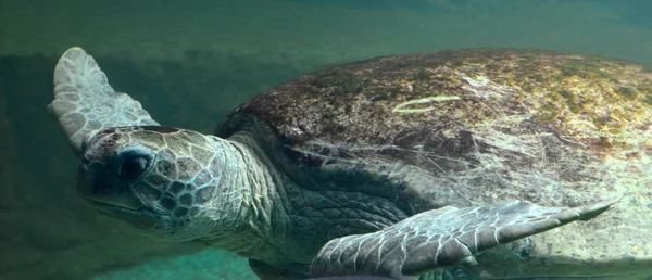 Zeeschildpad zwemmen in een open vis aquarium visitatie. Een oude schildpad zwem detail. — Stockfoto