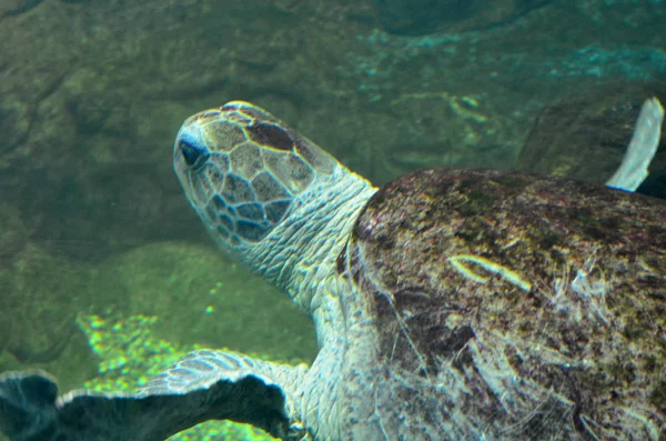 Zeeschildpad zwemmen in een open vis aquarium visitatie. Een oude schildpad zwem detail. — Stockfoto