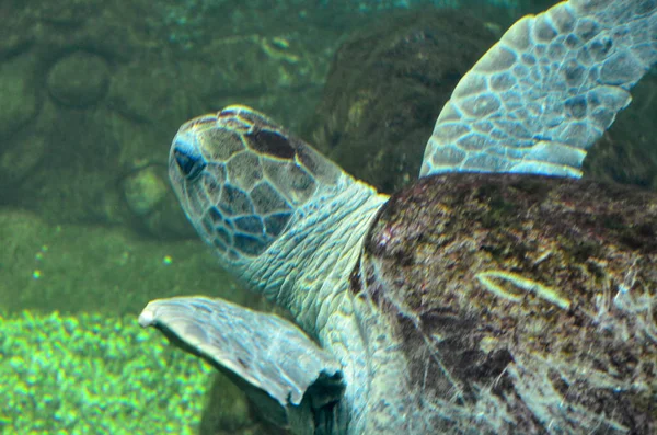 Meeresschildkröten schwimmen in einem offenen Aquarium Besuch. eine alte Schildkröte schwimmt Detail. — Stockfoto