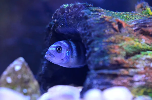 Buntbarsch im Aquarium. wissenschaftlicher Name: pseudotropheus demasoni lizenzfreie Stockbilder