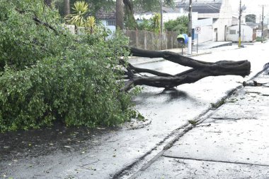 Kentsel alanda bir fırtına dan sonra düşen ağaç. eski ağaç gövdesi şehirde düştü