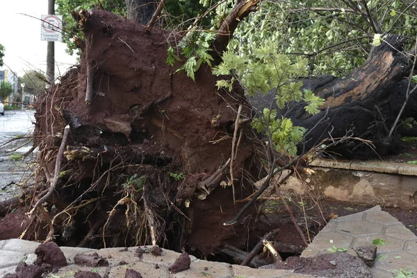 Tree that fell after a storm in the urban area. old tree trunk fallen in the city