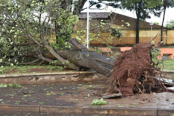 Дерево, упавшее после шторма в городской местности. старый ствол дерева упал в городе
