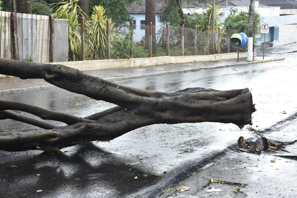 Дерево, упавшее после шторма в городской местности. старый ствол дерева упал в городе — стоковое фото