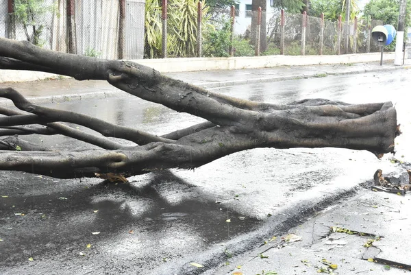 Дерево, упавшее после шторма в городской местности. старый ствол дерева упал в городе — стоковое фото