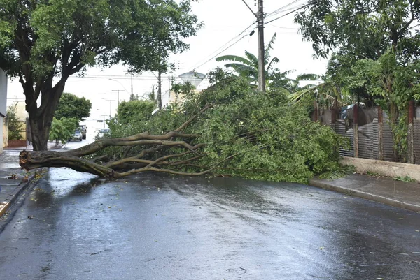 Tree that fell after a storm in the urban area. old tree trunk fallen in the city