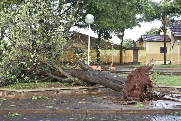 Baum, der nach einem Sturm im Stadtgebiet umstürzte. alter Baumstamm in der Stadt umgestürzt Stockfoto