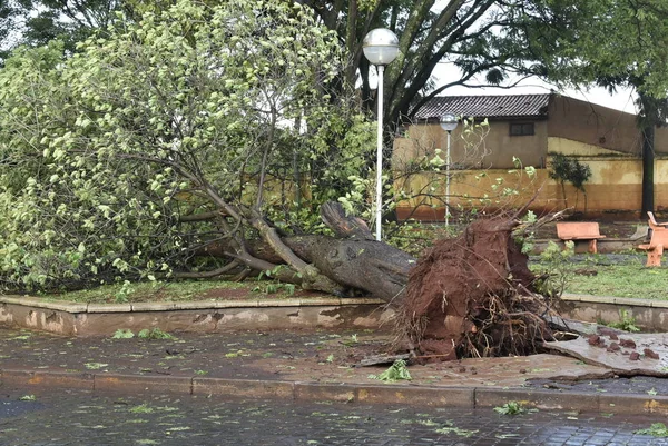 Baum, der nach einem Sturm im Stadtgebiet umstürzte. alter Baumstamm in der Stadt umgestürzt Stockbild