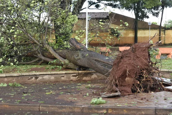 Baum, der nach einem Sturm im Stadtgebiet umstürzte. alter Baumstamm in der Stadt umgestürzt Stockfoto