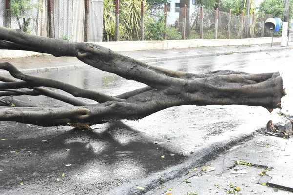 Baum, der nach einem Sturm im Stadtgebiet umstürzte. alter Baumstamm in der Stadt umgestürzt lizenzfreie Stockfotos