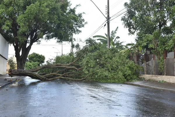 Baum, der nach einem Sturm im Stadtgebiet umstürzte. alter Baumstamm in der Stadt umgestürzt lizenzfreie Stockfotos