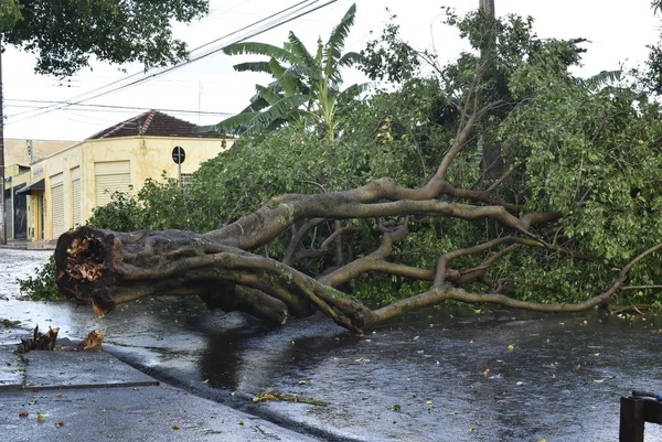 Baum, der nach einem Sturm im Stadtgebiet umstürzte. alter Baumstamm in der Stadt umgestürzt Stockbild