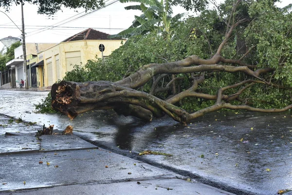 Baum, der nach einem Sturm im Stadtgebiet umstürzte. alter Baumstamm in der Stadt umgestürzt Stockbild