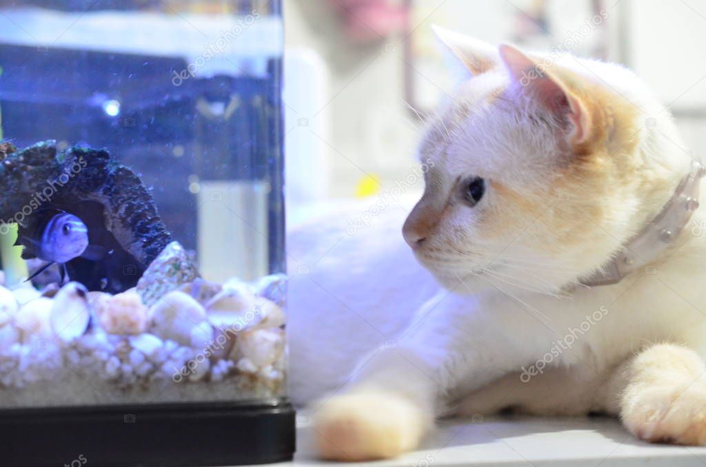 Cichlid Fish, Scientific Name: Pseudotropheus Demasoni. Cat and fish close up. Kitten watching the bluefish inside the aquarium.