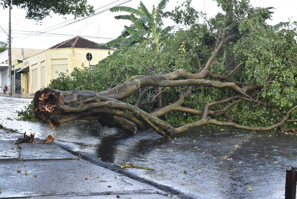 Tree that fell after a storm in the urban area. old tree trunk fallen in the city