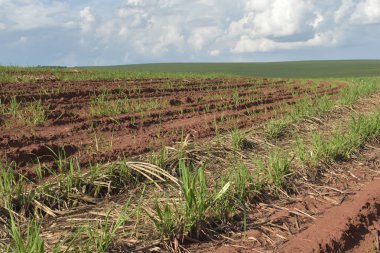 Biraz şeker kamışı, 