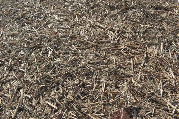 Paille de canne sèche dans le sol après la récolte de canne à sucre — Photo