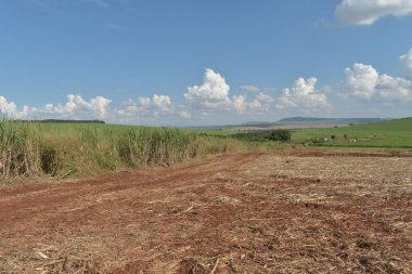 Şeker kamışı hasadından sonra toprakta kuru baston saman