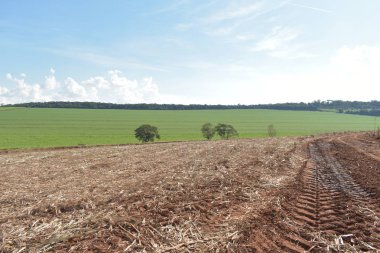 Şeker kamışı hasat ekipmanları ile araç parça. alanında çalışmak. Brezilya'da bitki taşıma